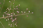 Cypress panicgrass